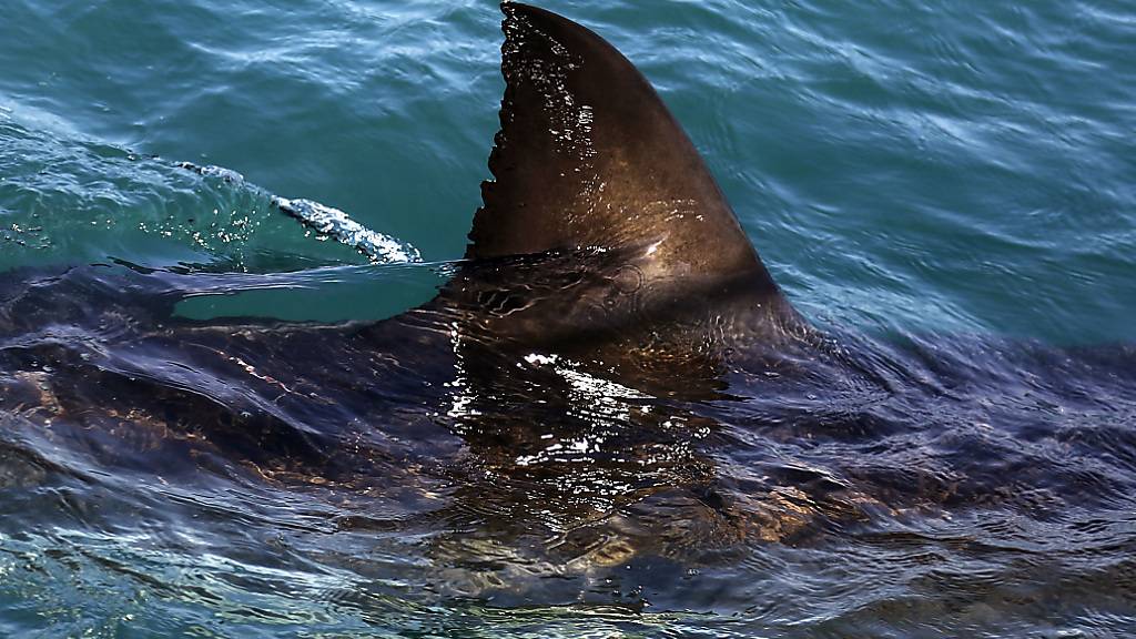 Das Erbgut von Haien passt sich nur sehr langsam den Veränderungen ihrer Umwelt an. (Archivbild)