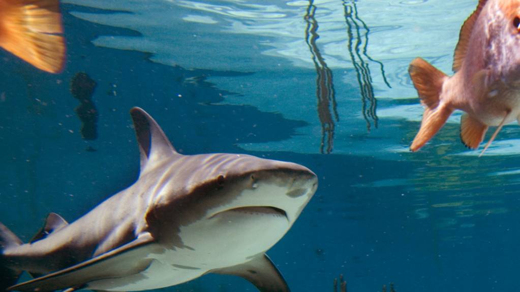 Bullenhaie suchen nicht nur Beute, sondern auch soziale Beziehungen - sie wählen offenbar gezielt aus, mit wem sie durchs Meer schwimmen. (Archivbild)