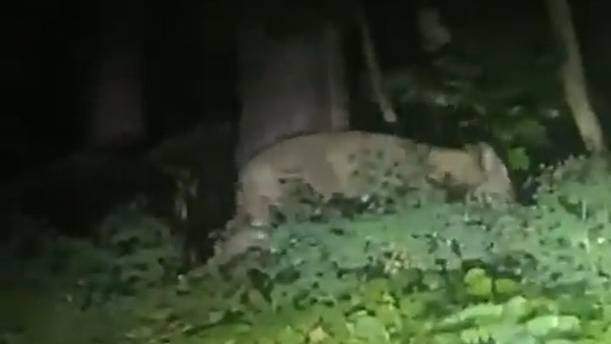 Löwin in Berlin war wohl ein Wildschwein: Polizei gibt Entwarnung