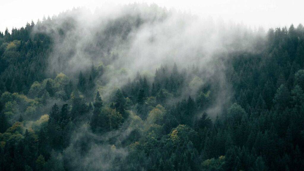 Im Kanton Glarus soll der Wald besser vor dem Klimawandel geschützt werden.