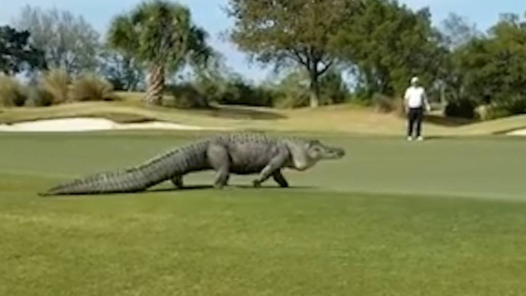 Monster-Alligator nimmt Golfplatz ein