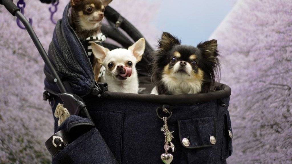 Mehrere Chihuahuas in einem Kinderwagen - im britischen Birmingham soll ein Paar über 80 Chihuahuas in seinem Privathaus angesammelt haben. (Symbolbild)