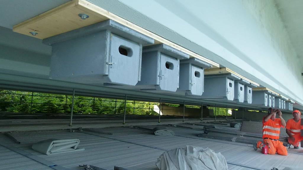 An den Autobahnviadukten der A4 zwischen Oberarth und Immensee wurden Nistkästen für Mehlschwalben und Mauersegler angebracht.