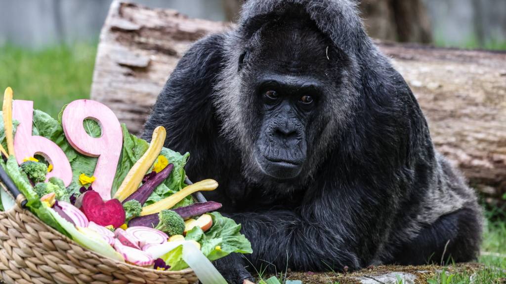 Die Gorilla-Dame Fatou kam den Angaben nach bereits 1959 in den Zoo in der deutschen Hauptstadt.
