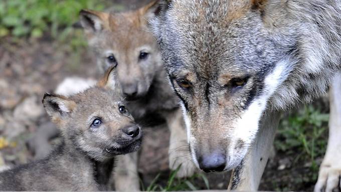 Gruppe Wolf Schweiz: Hohe Wilddichte führt zu hoher Wolfspopulation