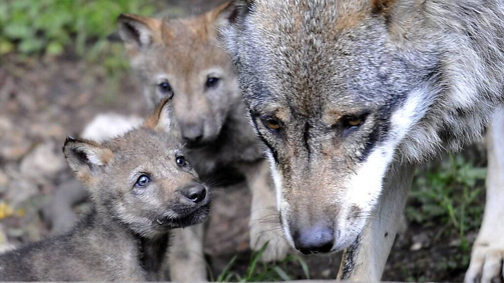 Die Gruppe Wolf Schweiz sieht die Ursache für die wachsende Wolfspopulation in der Schweiz  in der hohen Wilddichte hierzulande. (Archivbild)