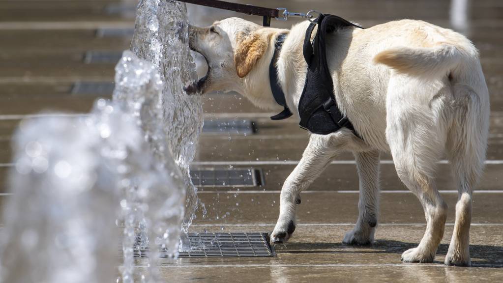 Hundstage in Sicht: Meteoschweiz stellt die Hitzewarnung auf neue Grundlagen. (Archivbild)