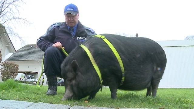 Lenzburg testet Polizei-Spürschwein