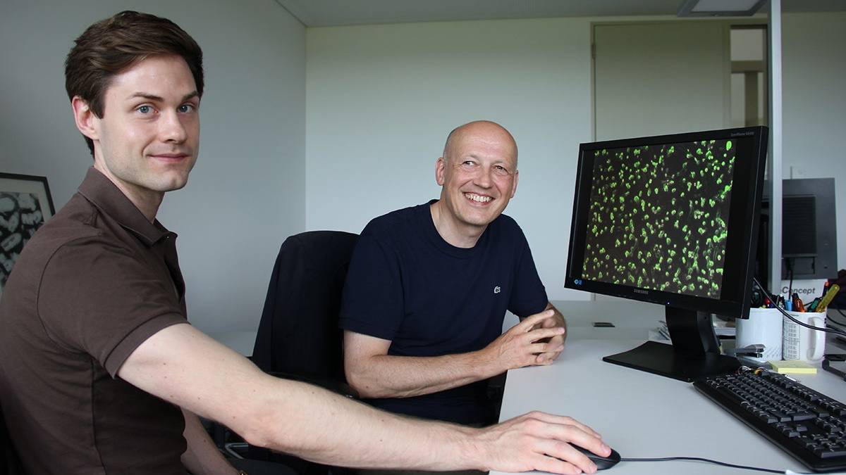 Ferdinand Zettl und Gert Zimmer vom Institut für Virologie und Immunologie vor einer Aufnahme des von ihnen entwickelten Tests mit grün fluoreszierenden Zellen.