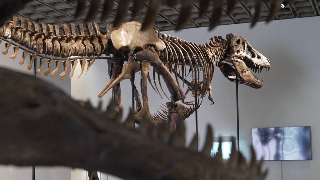 T-Rex-Skelett für Rekordpreis von 50 Millionen Dollar versteigert