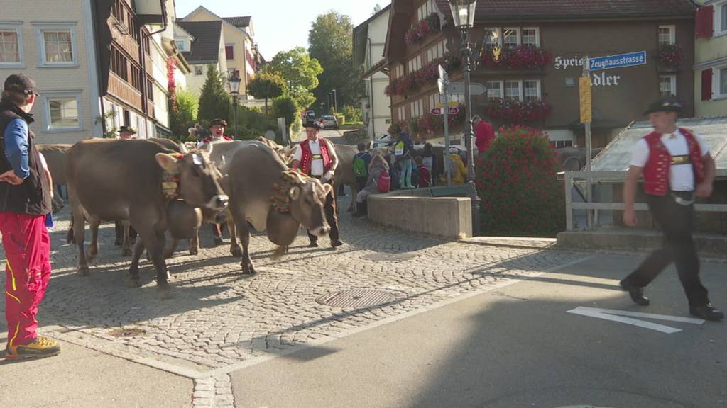 Die schönsten Kühe in Herisau