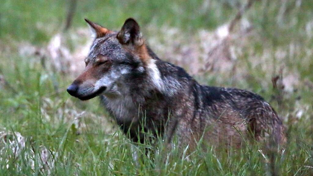 Der Wolf bereitet Älplern Sorgen – doch beim Herdenschutz tun sie sich schwer