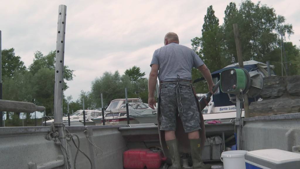 Leere Netze lassen Bodensee-Fischer verzweifeln
