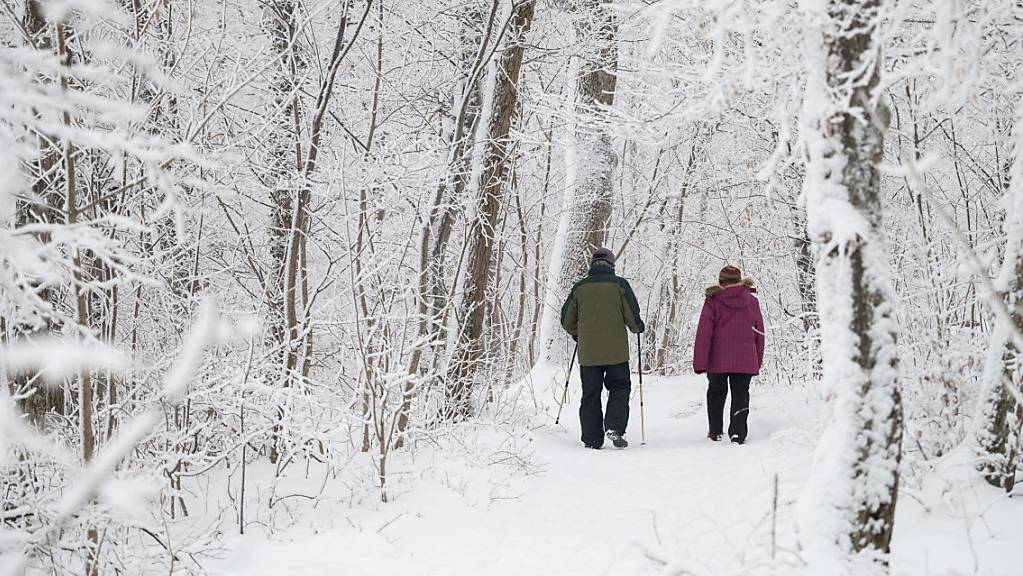 Die starken Schneefälle vom Januar 2021 haben auch im Thurgauer Wald ihre Spuren hinterlassen. Umgestürzten Bäume bieten dem Borkenkäfer einen idealen Lebensraum. Mit einer Aufräumaktion soll das Schadholz im April entfernt werden. (Symbolbild)