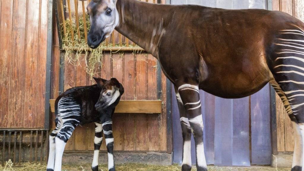 Zehn Tage alt und schon 35 Kilo schwer ist das Okapi-Kind Nuru im Basler «Zolli».