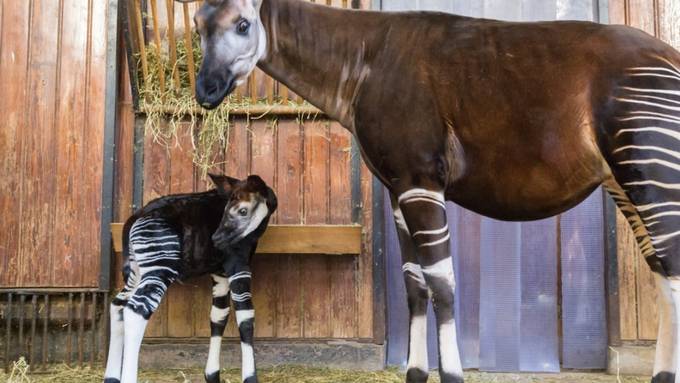 Erstes Okapi-Baby seit elf Jahren im Basler Zoo