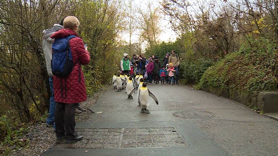 Pinguin Parade