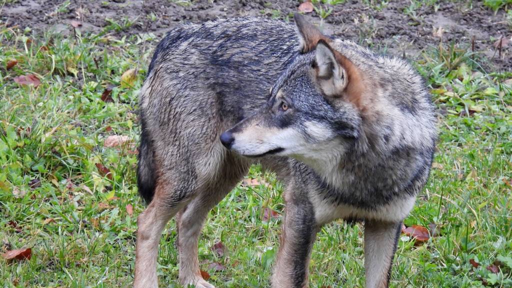 Wolf auf dem Eppenberg gesichtet