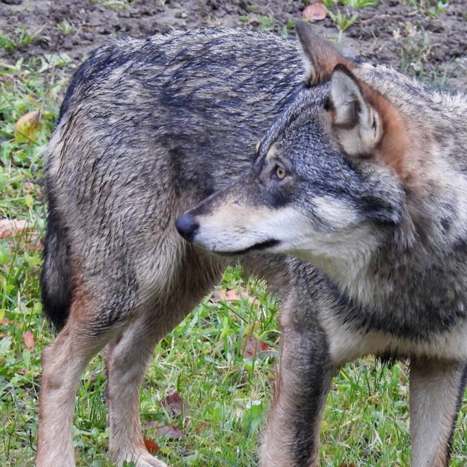 Wolf auf dem Eppenberg gesichtet