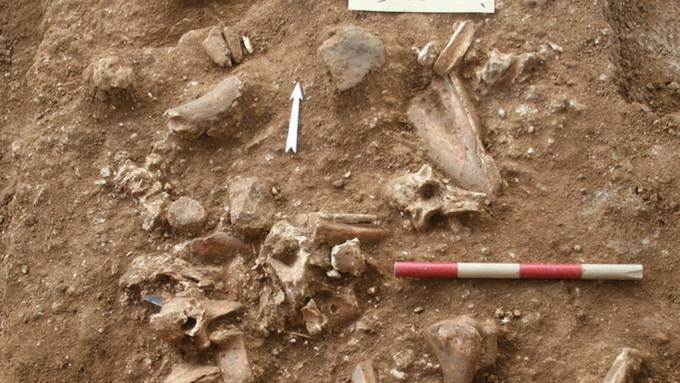 Neuer Typ eines prähistorischen Menschen in Israel entdeckt