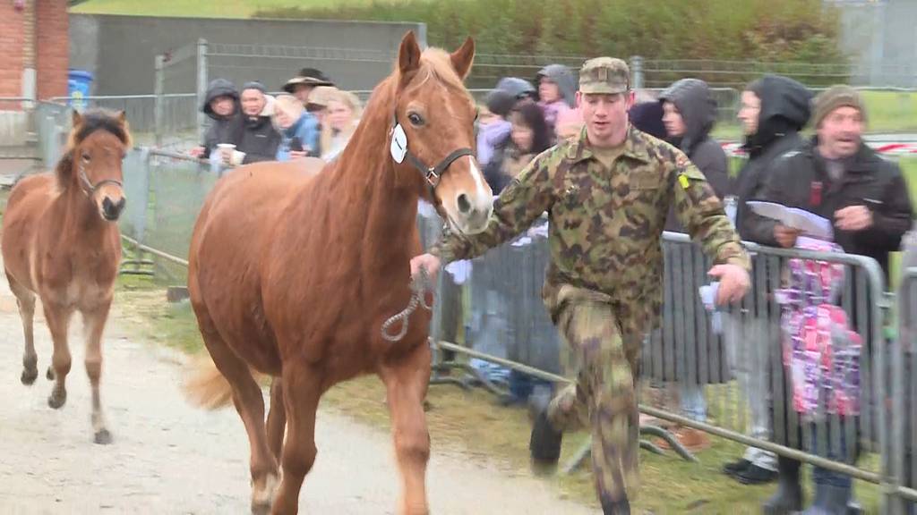 Pferde aus Tierschutzfall Ramiswil werden versteigert