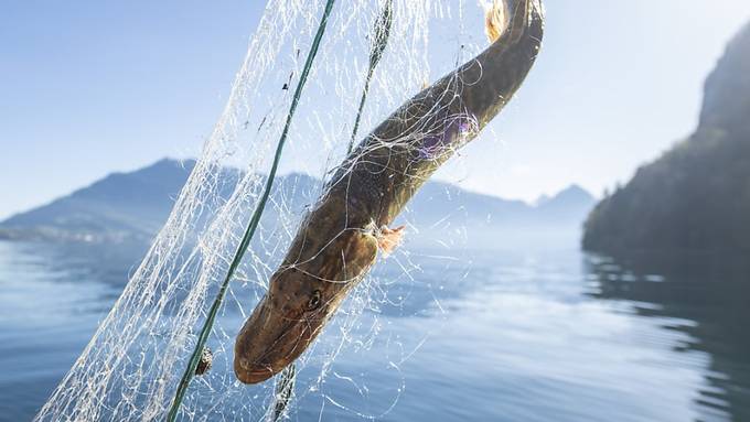 Der Fang von grossen Fischen im Vierwaldstättersee wird erschwert