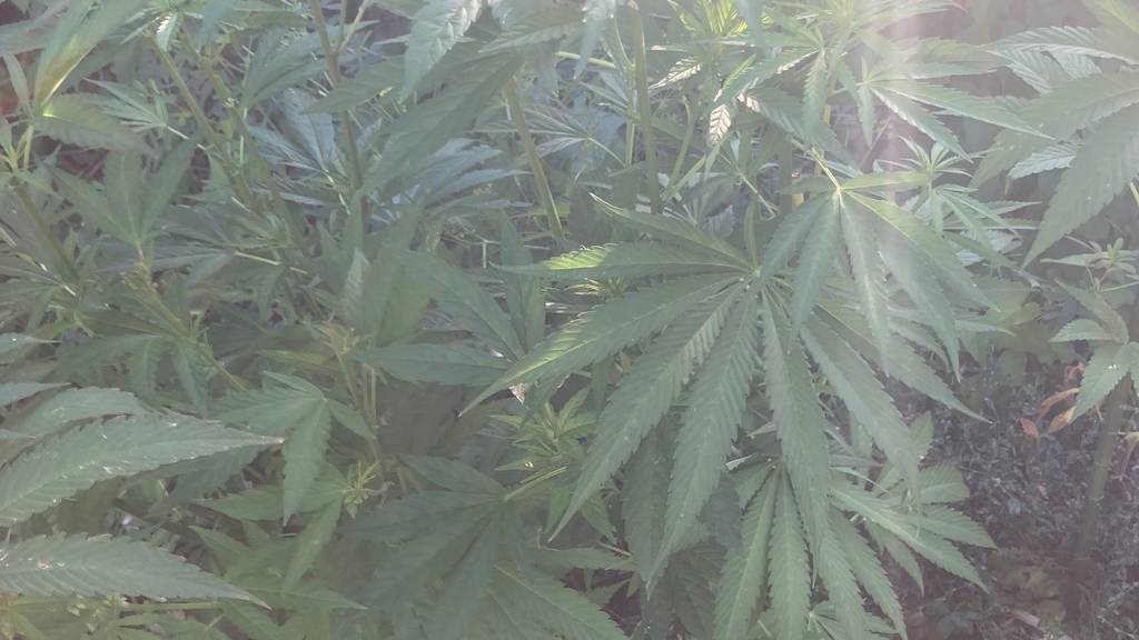 Spaziergängerin entdeckt Cannabis-Pflanzen auf Friedhof Sihlfeld
