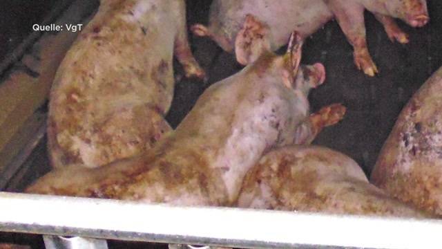 135 Schweine ersticken in Stall