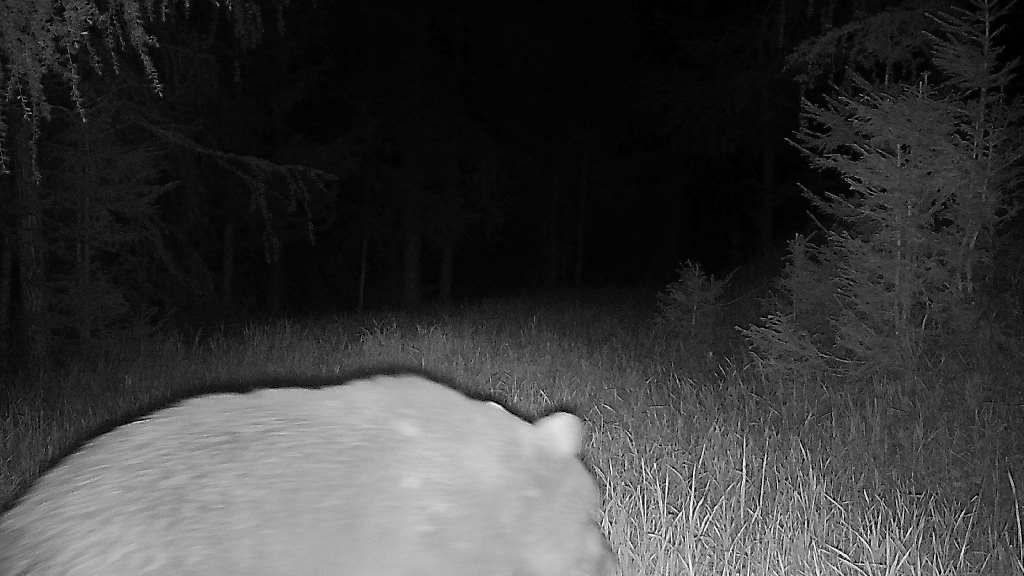 Ein Bär wird am 27. Mai in der Nähe von Ardez im Unterengadin von einer Fotofalle erfasst. Die Wildhut mutmasst, dass das gleiche Tier nun in der Nähe von Davos in eine weitere Fotofalle tappte. (Archivbild)