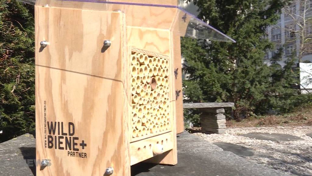 Wildbienen per Post geliefert