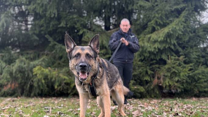 Polizeihund «Bono vom Morgenthau» schnappt Einbrecher