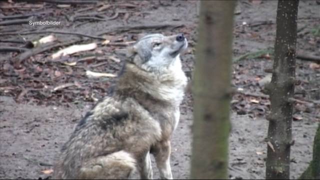 Wolf im Schwarzbubenland