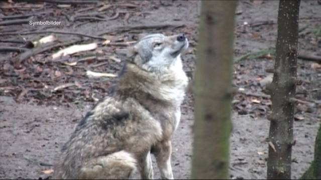 Wolf im Schwarzbubenland