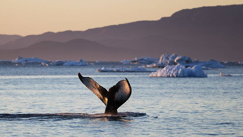 WWF: Klimawandel und Schifffahrt gefährden Wal-Wanderrouten