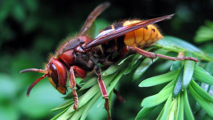 Wegen Hornissen aus Asien: Sorgen um Schweizer Bienen