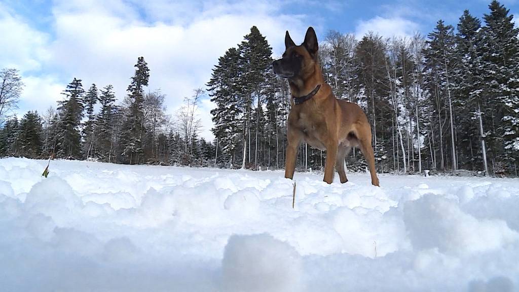 Hunde im Winter 