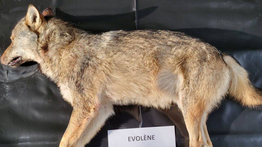 Der zweite Jungwolf wurde in der Region Evolène erlegt.