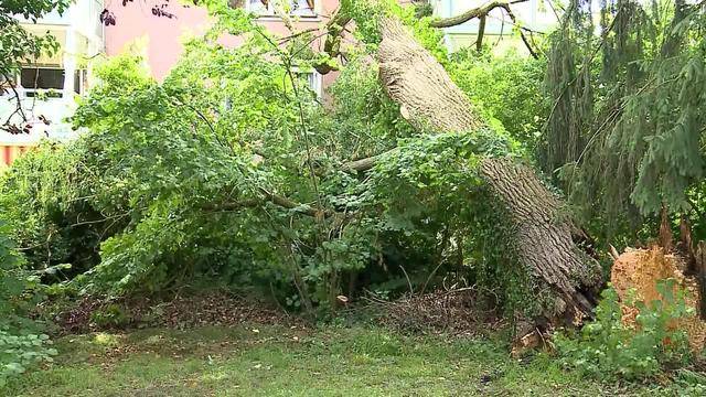 Baum flog ins Wohnzimmer