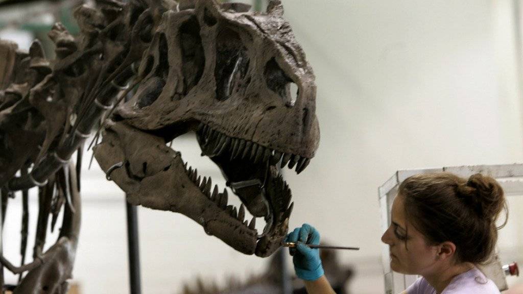 Der Kiefer des Allosaurus hat viel scharfe Zähne. (Archivbild)