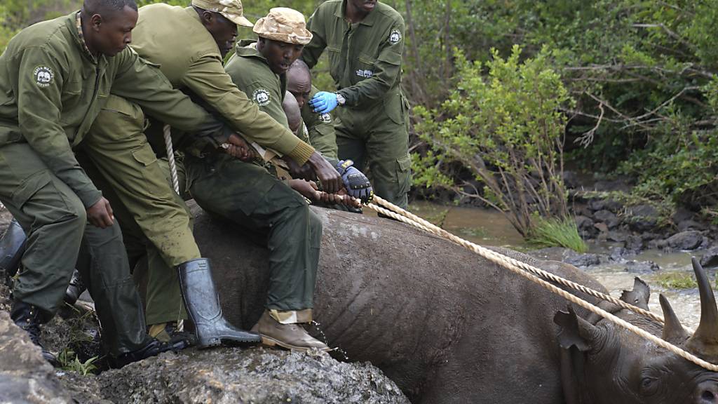 Ranger des Kenya Wildlife Service und ein Fangteam ziehen ein betäubtes Spitzmaulnashorn aus dem Wasser im Nairobi-Nationalpark. Foto: Brian Inganga/AP/dpa