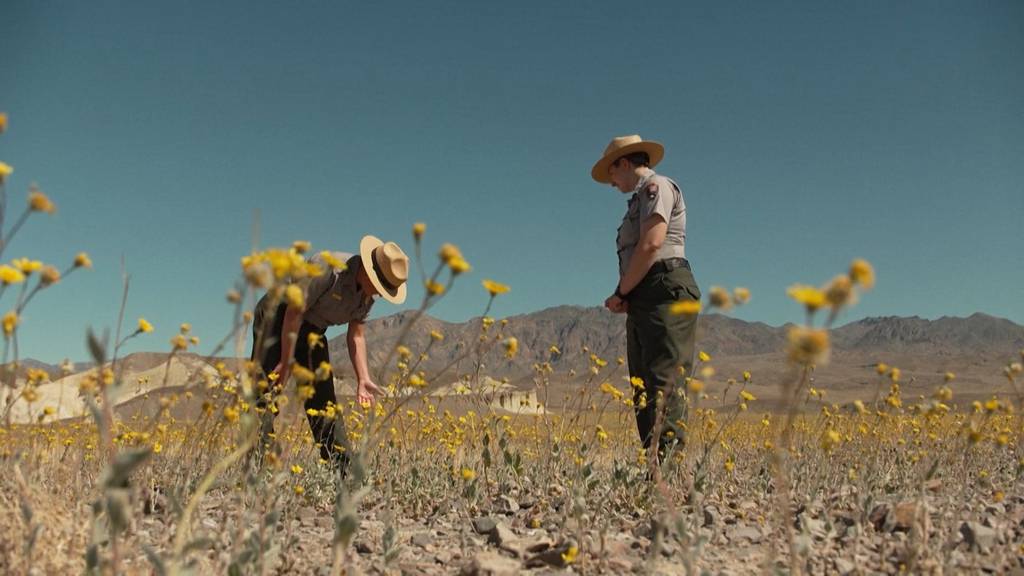 Seltene Blütenpracht im «Todestal»: Im Death Valley erstrahlt ein Blumenmeer