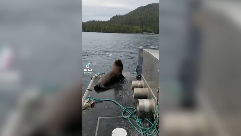 Robbe rettet sich vor Orcas auf Boot - Frau scheucht sie wieder weg