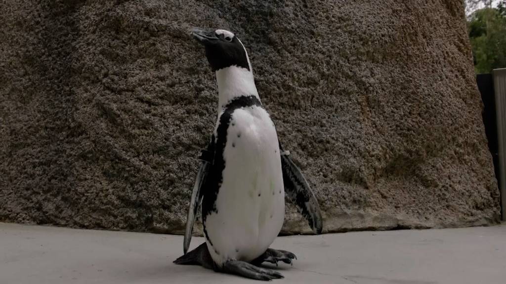Fusskranker Pinguin erhält orthopädische Schuhe