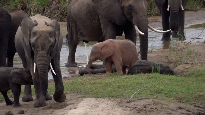 Rosa Wunder der Natur: Albino-Elefantenbulle im Kruger-Nationalpark gefilmt