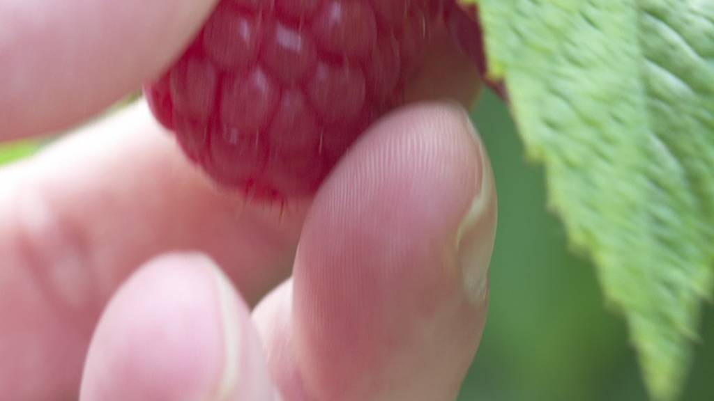 Himbeersaison: Gutes Wetter lässt die roten Beeren wachsen