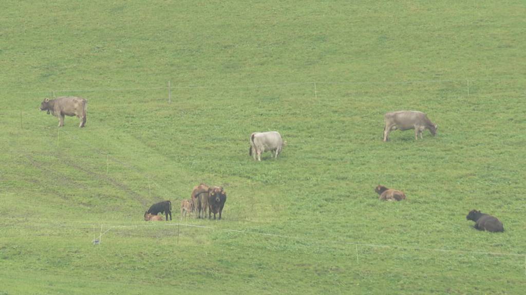 PFAS-Alarm: St.Gallen unterstützt geschädigte Bauern mit 5 Millionen Franken