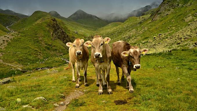 «Tiere waren kooperativ» – Polizei schnappt ausgebüxte Kühe
