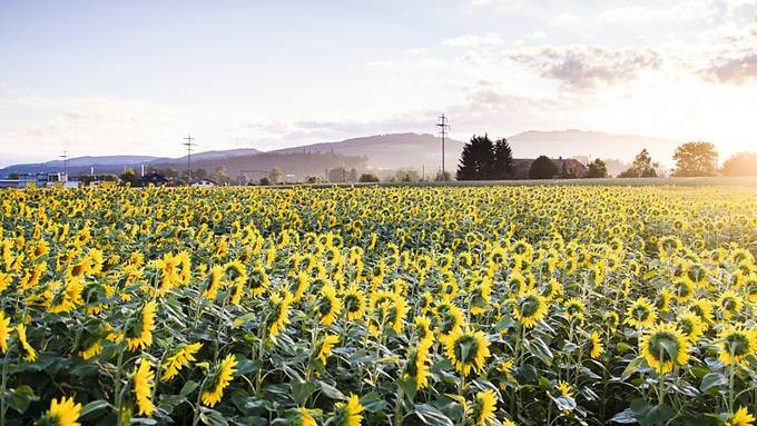 Sonnenblumen folgen der Sonne mithilfe einer inneren Uhr