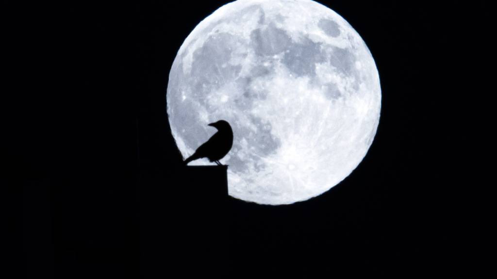 Nachteulen haben laut Studie häufiger Herz-Kreislauf-Krankheiten