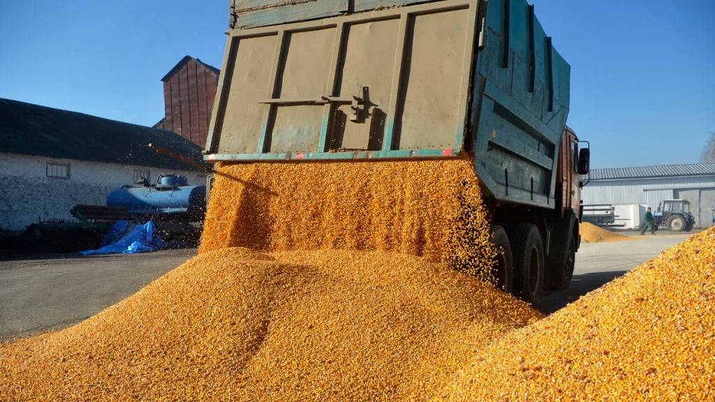 ARCHIV - Ein Fahrzeug lädt Mais auf einem Bauernhof im ukrainischen Winnyzja ab. Foto: ---/ukrin/dpa
